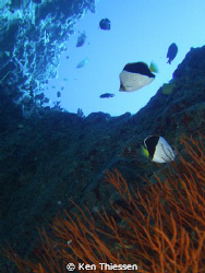 Tinkers at 110 feet at Black Castle, Kona Coast, Hawaii by Ken Thiessen 